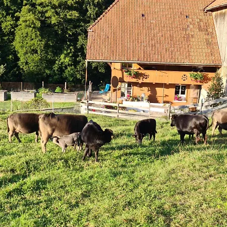 Aeschbacher 384 *